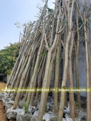 Cành lá được tỉa gọn, chỉ giữ lại thân chính và các cành cấp 1