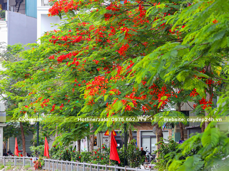 Hàng cây phượng vĩ trồng lối đi ven hồ đang nở hoa rực rỡ