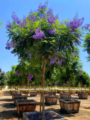 Cây phượng hoa tím đẹp, dưỡng ủ trong chậu
