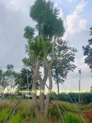 Trồng cây phượng tim 3 thân độc đáo