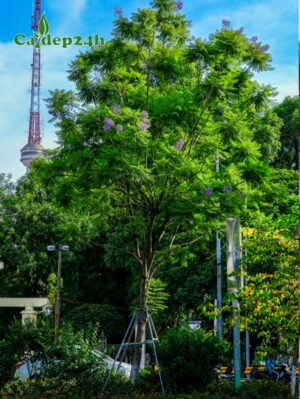 Cây Phượng Tím công trình trồng trên một tuyến phố ở Hà Nội