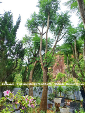 Cây phượng tím cổ thụ đường kính gốc 25cm trở lên