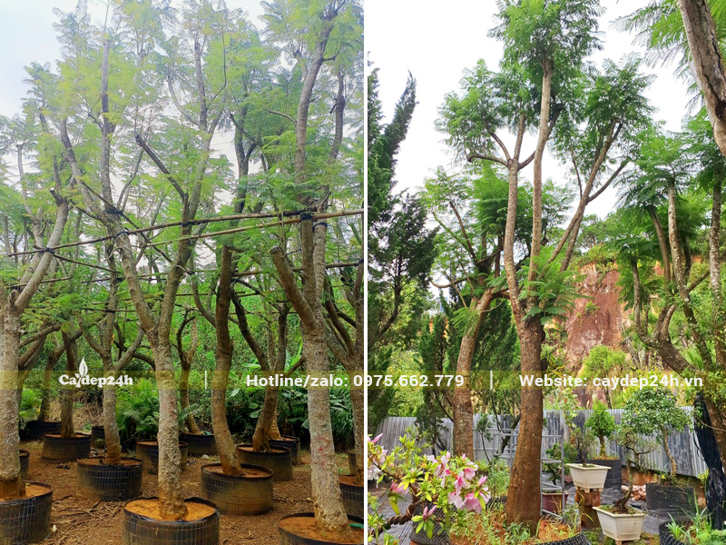 Khu vực dâm ủ cây phượng tím cổ thụ trong bầu nổi