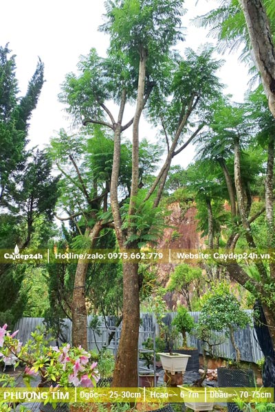 Dâm ủ gốc cây phượng tím cổ thụ đường kính gốc 25cm