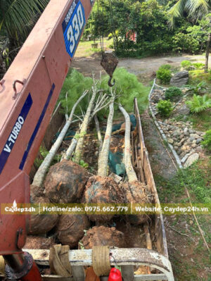 Cây phượng tím thoát thân 3m đã dâm ủ kỹ, tán đang ra