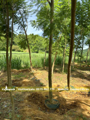 Cây đã bứng bầu, bó lưới cẩn tận trước khi hạ xuống để tỉa tay cành