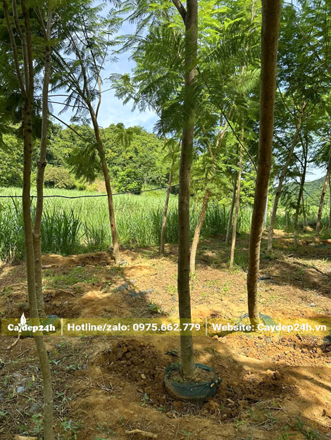 Cây đã bứng bầu, bó lưới cẩn tận trước khi hạ xuống để tỉa tay cành