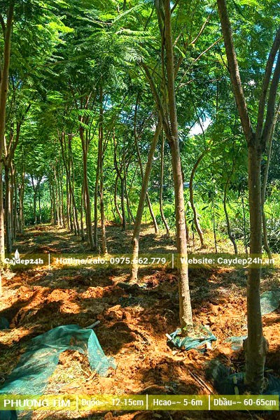 Đánh thẳng số lượng lớn cây phượng hoa tím công trình