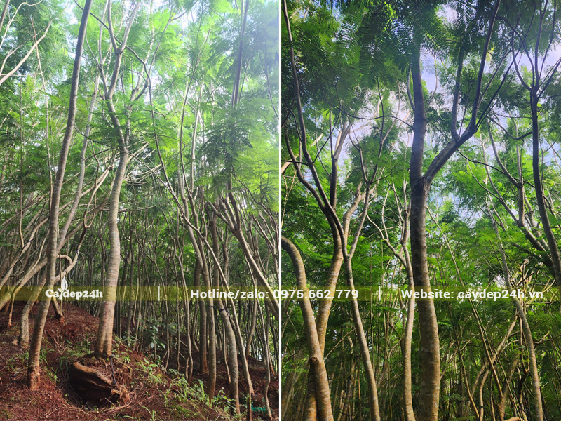 Vườn dưỡng ủ cây phượng tím quy mô lớn hàng nghìn gốc