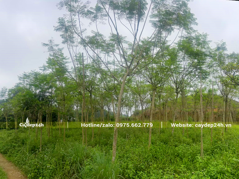 Vườn phượng tím đường kính gốc 10cm tại Hà Nội