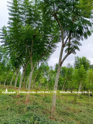 Vùng trồng phượng tím số lượng lớn, cây có thoát thân trên 1m5