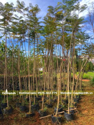 Cây nhỏ chiều cao 2.5m, đường kính gốc 3 - 4cm