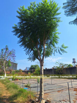 Cây phượng tím công trình trồng 1 năm, tán đã ra xanh tốt