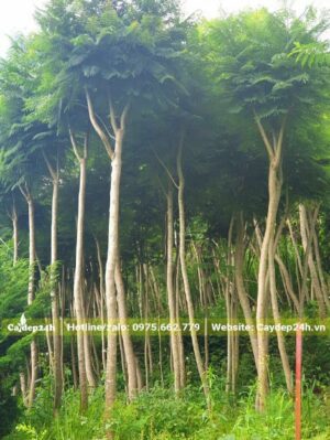 Vườn trồng cây Phượng Tím chất lượng, cao khoảng 3m, kích thước đồng đều