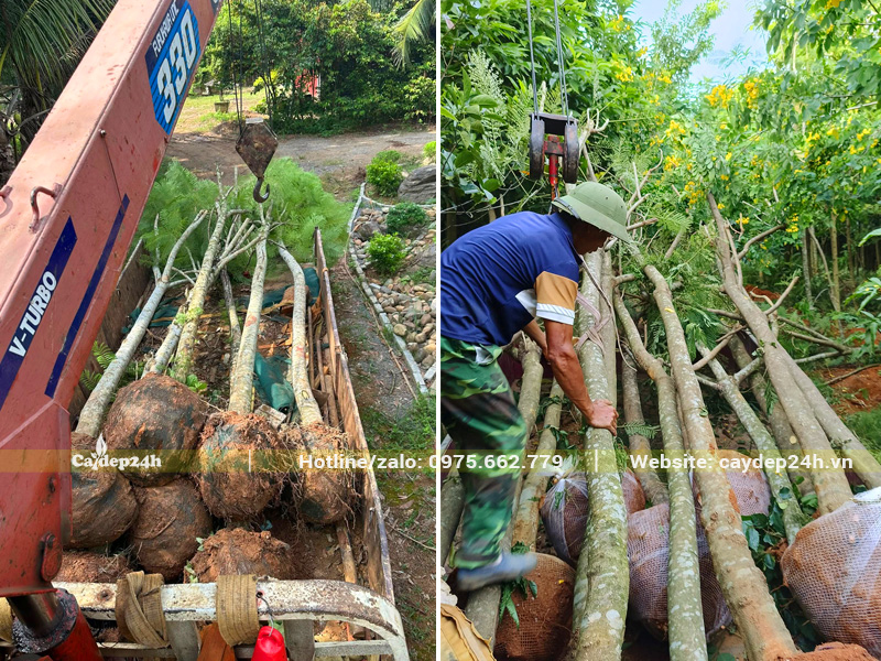 Cẩu xếp số lượng lớn cây phượng tím công trình chiều cao 5m