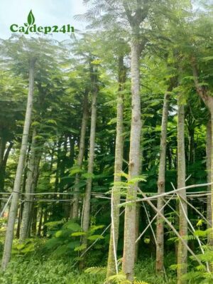 Cây Phượng Vĩ công trình cao 5m, đã dâm ủ kỹ