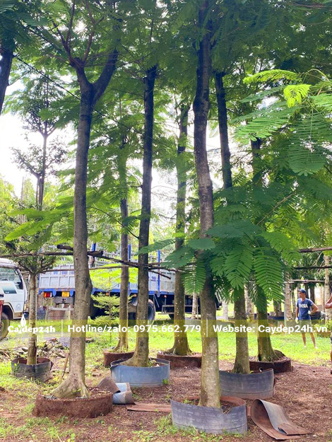 Khu dâm ủ những gốc phượng vĩ lớn, vanh thân 60 - 70cm