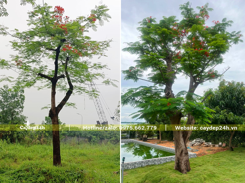 Cây phượng vĩ cổ thụ trồng sân vườn, khuôn viên resort