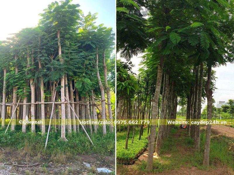 Cây dâm ủ lâu năm, thoát thân cao 4 - 5m, thẳng đẹp