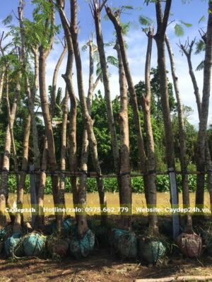 Phượng Vĩ dưỡng trong bầu, cây cao lớn, tay cành đã tỉa gọn