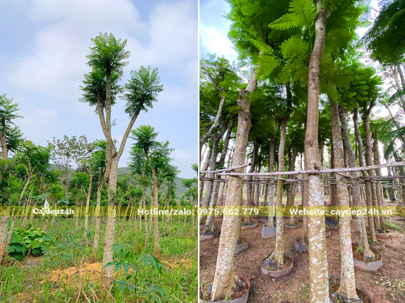 Cây phượng vĩ công trình đã dâm ủ đường kính gốc 20cm