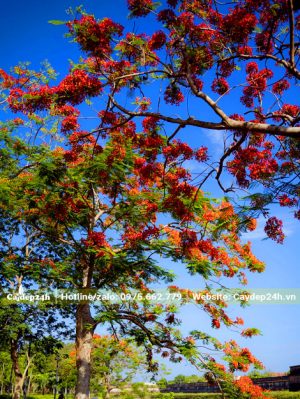 Sắc hoa Phượng Đỏ nổi bật dưới nền trời xanh