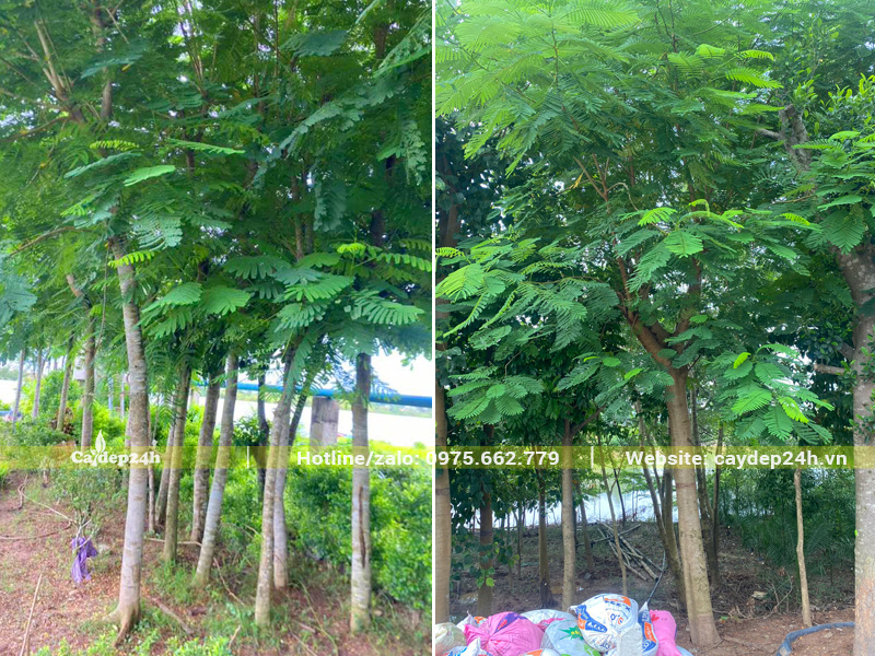 Vườn dưỡng ủ cây phượng vĩ đường kính gốc từ 15 - 25cm