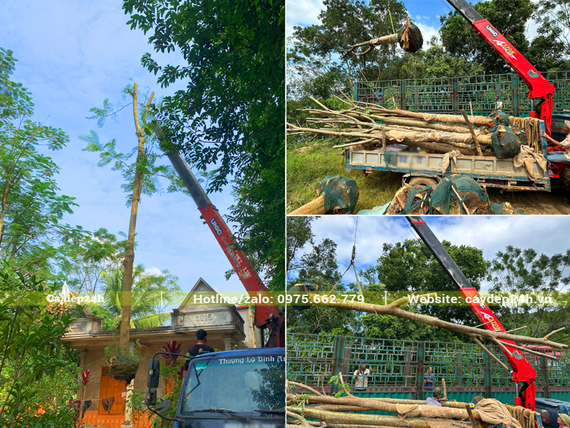 Đánh thẳng số lượng lớn cây đường kính gốc 18 - 20cm