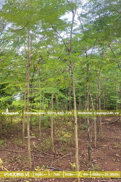 Vườn trồng phượng vĩ quy mô lớn, đường kính gốc đạt 5 - 10cm