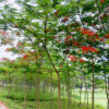 Vườn cây phượng vĩ đỏ sẵn hoa, chiều cao 5m