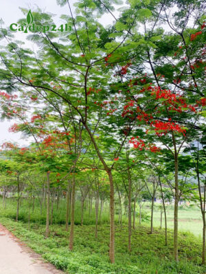 Vườn cây phượng vĩ đỏ sẵn hoa, chiều cao 5m