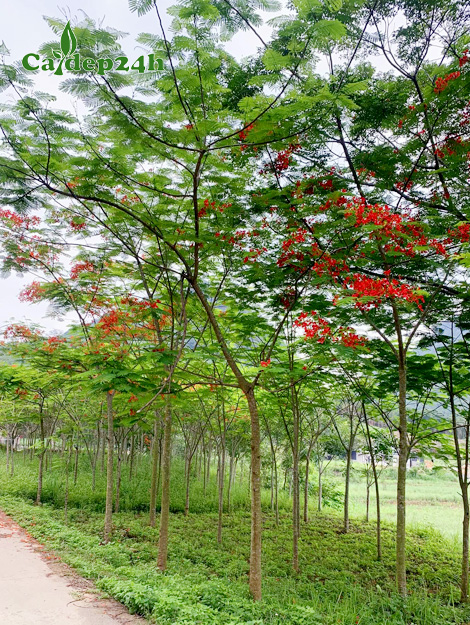 Vườn cây phượng vĩ đỏ sẵn hoa, chiều cao 5m