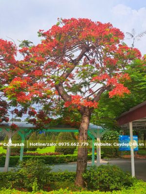 Cây hoa Phượng Vĩ cổ thụ đường kính thân 25cm