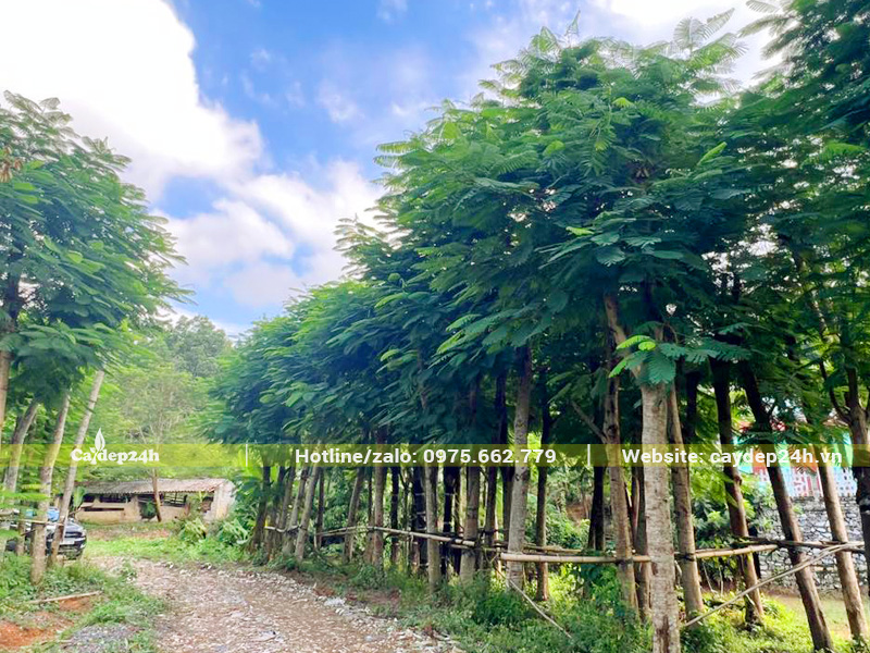 Hàng chục cây phượng vĩ cổ thụ đã dâm ủ kỹ tại Thanh Hóa