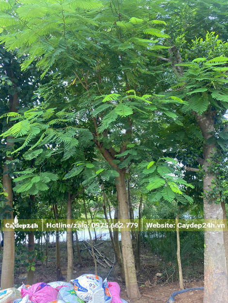 Mua cây phượng vĩ cổ thụ đường kính gốc từ 30cm trở lên
