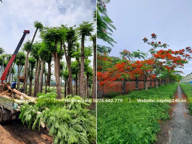 Cây Phượng Vĩ kích thước lớn, trồng lấy bóng mát trong nhà máy