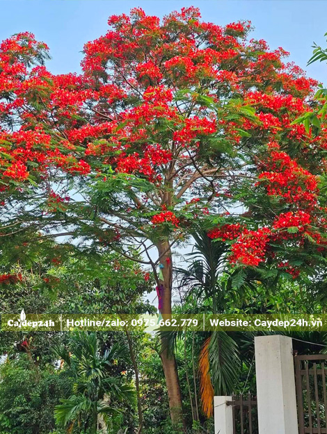 Cây phượng vĩ nở hoa đỏ rực