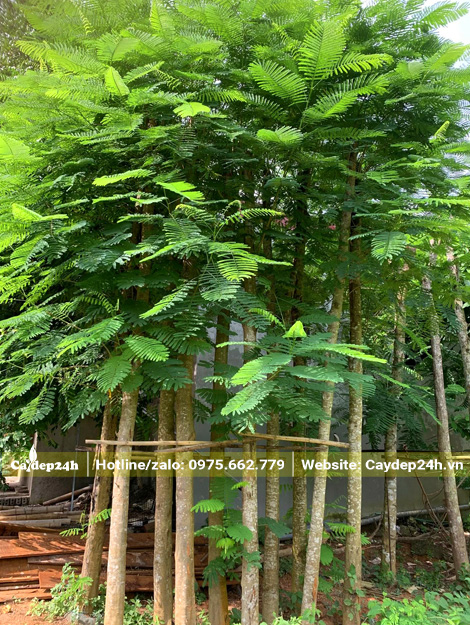 Cây đẹp tán lá ra xanh tốt, chiều cao khoảng 5m