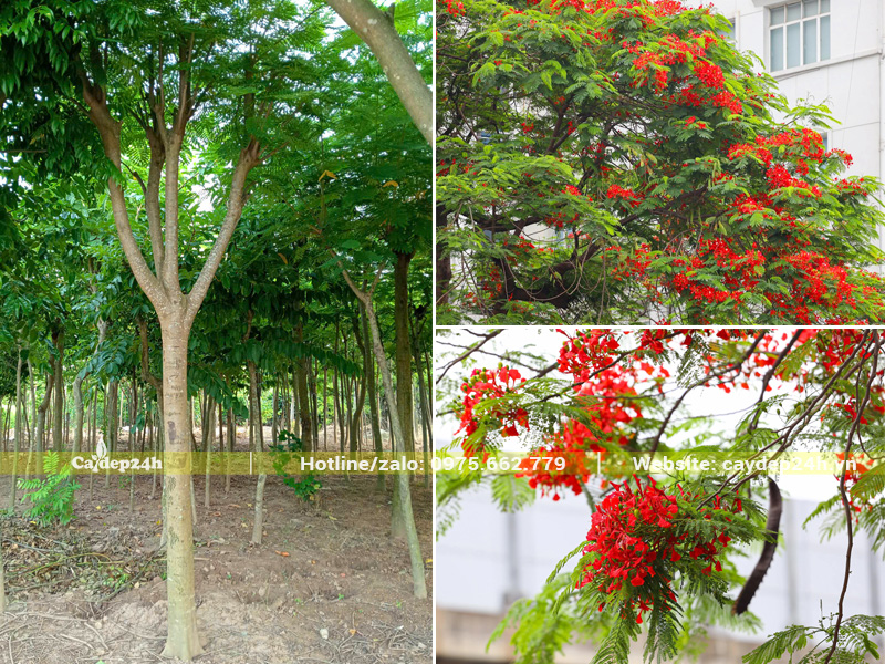 Cây phượng vĩ đường kính gốc 25cm, tay cành khỏe đẹp
