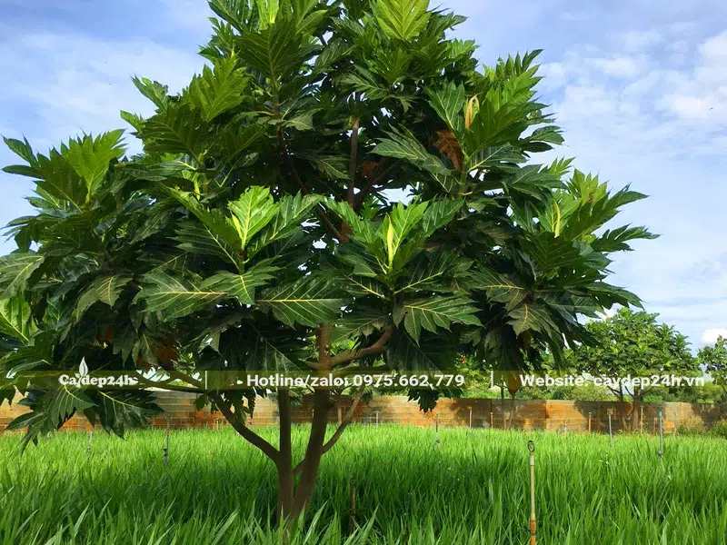 Cây Sake cao hơn 3m, tán hình dù đường kính khoảng 4m