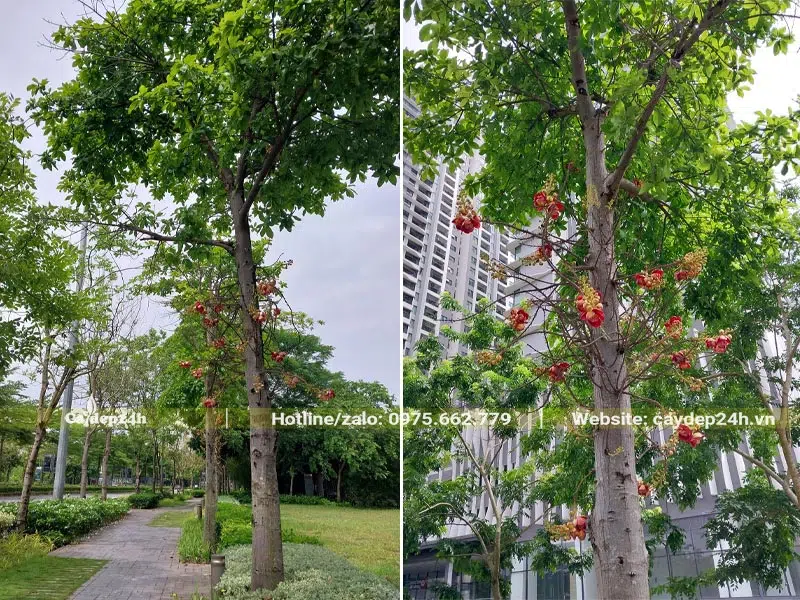 Cây Sala trưởng thành cao gần 6m, tán lớn tỏa bóng mát dễ chịu