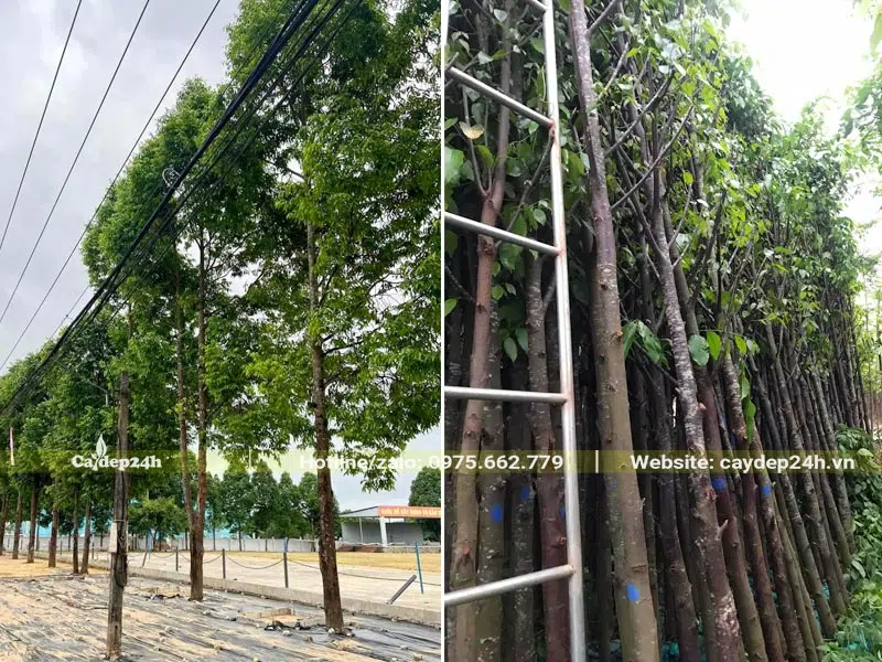 Mua cây Sao Đen công trình đã dâm ủ kỹ để trồng vỉa hè đường phố và khu đô thị