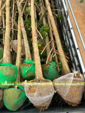 Xếp hàng chục cây Sấu đk gốc 10cm đã tỉa tay cành lên thùng xe tải lớn