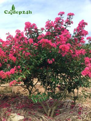 Cây Tường Vi trồng viền, hàng rào đẹp, trồng làm cảnh đều đẹp