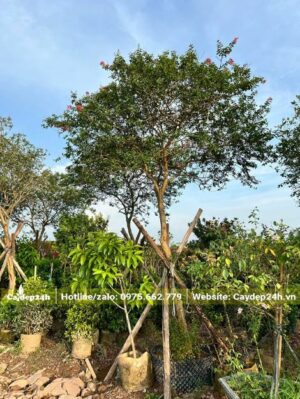 Chiều cao gần 3m, cây đã dâm ủ khoảng 2 năm