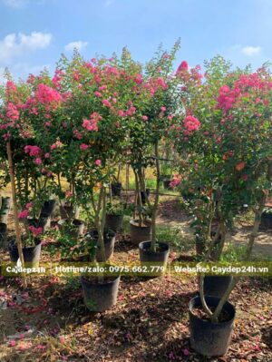 Vườn Tường Vi giống, cây nhỏ chiều cao chưa tới 1m