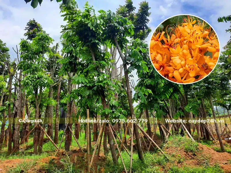 Vườn dâm ủ số lượng lớn cây hoa Vàng Anh, chiều cao khoảng hơn 4m