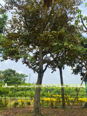 Cây thoát thân cao 2m, tổng chiều cao khoảng 4m