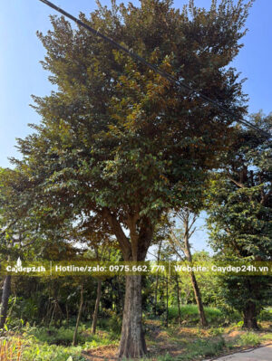 Cây vú sữa cổ thụ chiều cao 6m