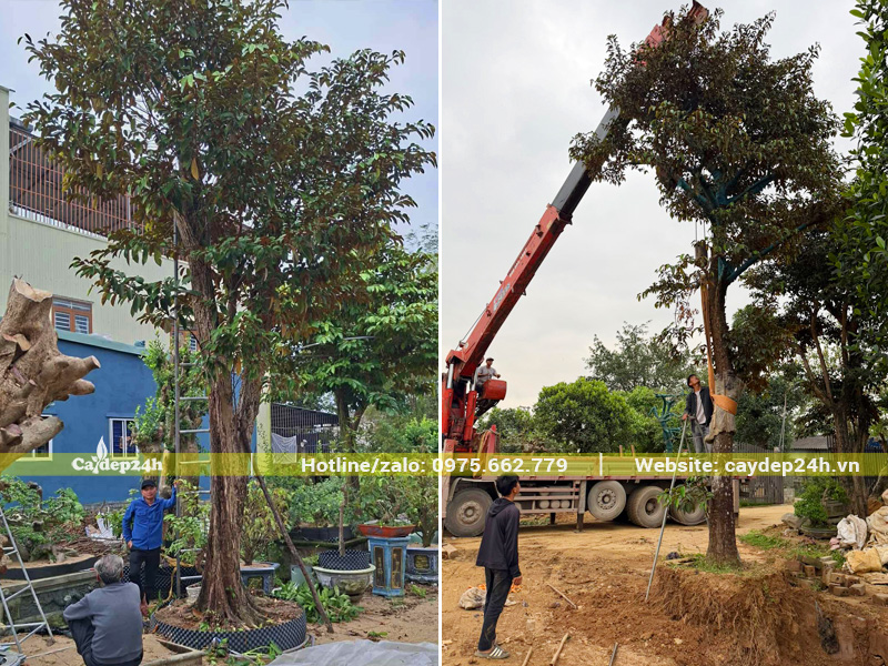 Cần cẩu đang nhấc cây vú sữa cổ thụ cao 7m